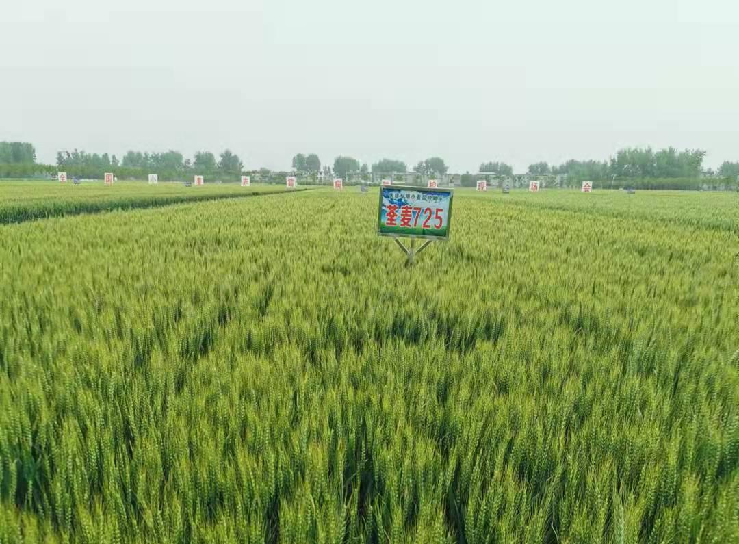 1、荃麥725.jpg